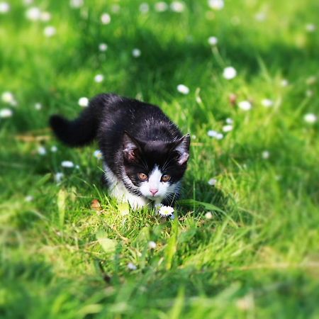 Ferienwohnung Katzheim Schlier Zewnętrze zdjęcie