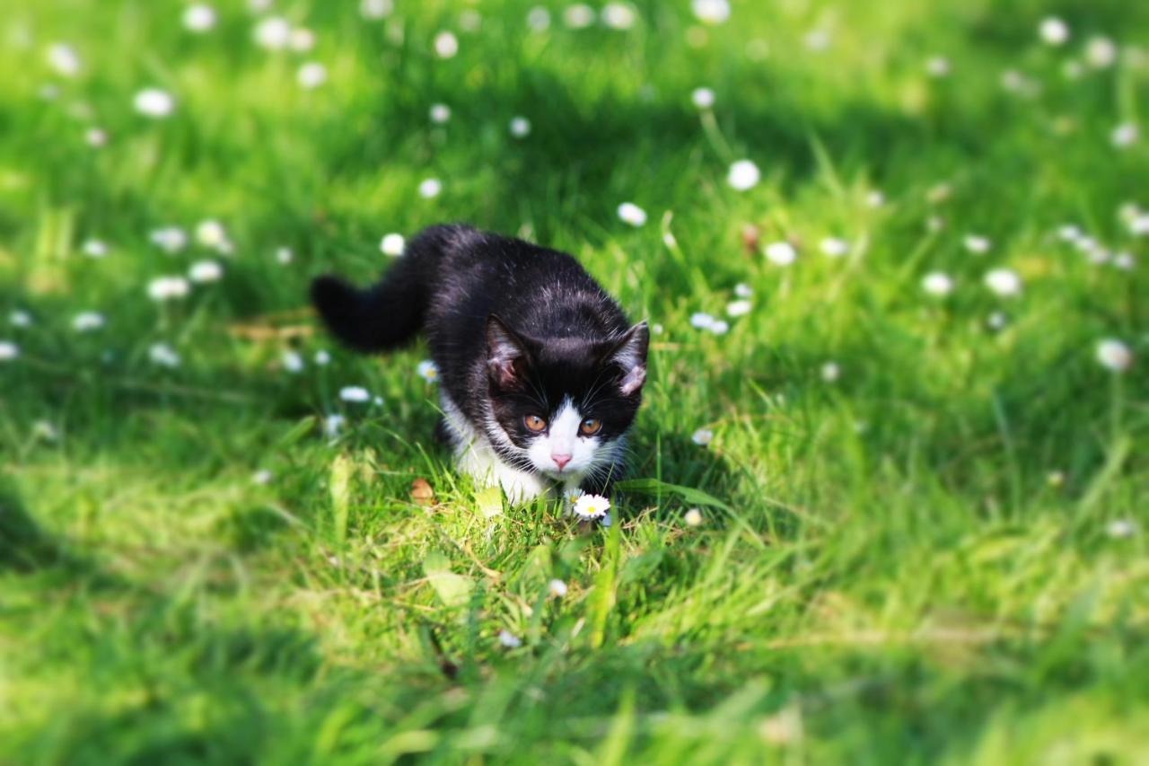 Ferienwohnung Katzheim Schlier Zewnętrze zdjęcie